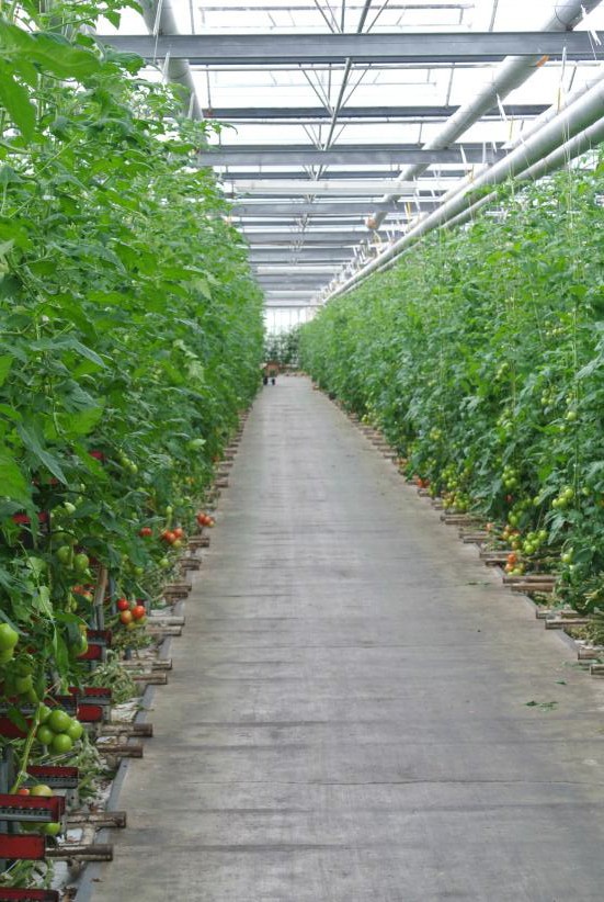 Tomato grower slices energy costs with Perkins powered CHP unit